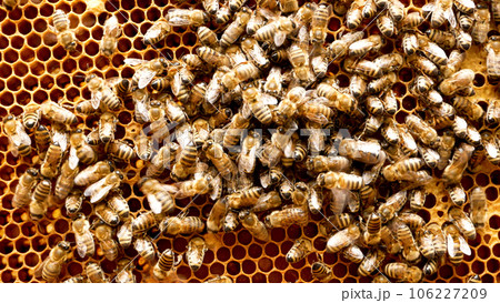 Many bees crawl on the golden honey frame in the hive. Honey production. Apiary 106227209