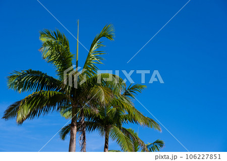 ヤシの木 106227851