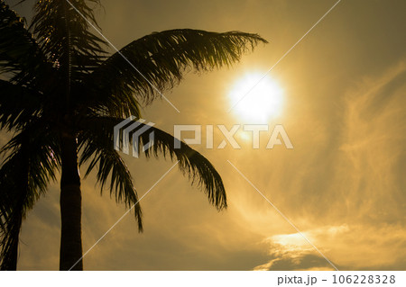 ヤシの木 106228328