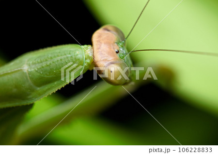 カマキリ 蟷螂 昆虫 106228833
