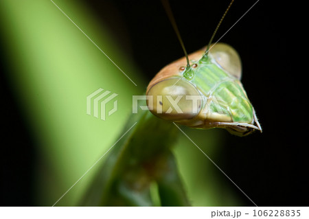 カマキリ 蟷螂 昆虫 106228835