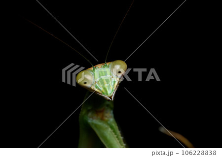 カマキリ 蟷螂 昆虫 106228838