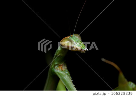 カマキリ 蟷螂 昆虫 106228839