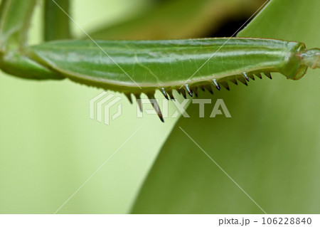 カマキリ 蟷螂 昆虫 106228840