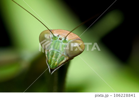 カマキリ 蟷螂 昆虫 106228841