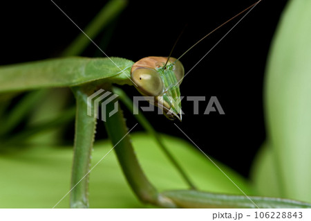 カマキリ 蟷螂 昆虫 106228843