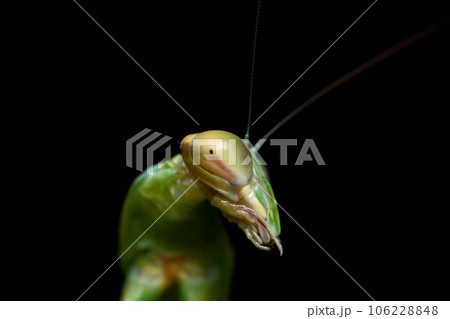 カマキリ 蟷螂 昆虫 106228848