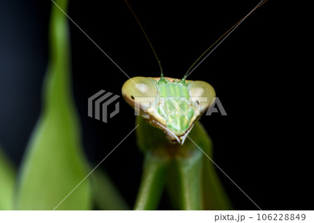 カマキリ 蟷螂 昆虫 106228849