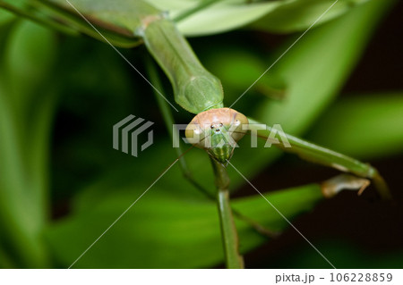 カマキリ 蟷螂 昆虫 106228859