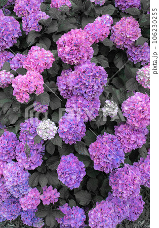 紫陽花のある風景 紫陽花のある風景 106230255