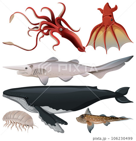 Underwater Creature Vector Set 106230499