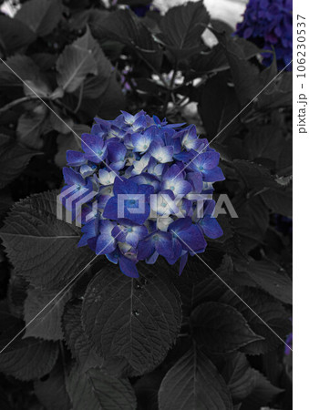 紫陽花のある風景 紫陽花のある風景 106230537