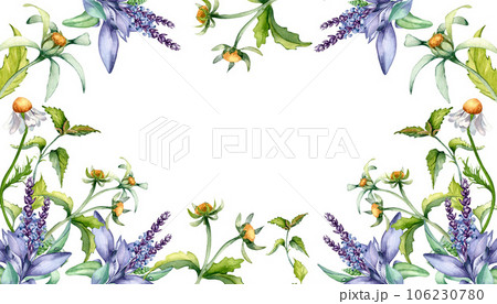 Board of sage herbal plant, bidens tripartita, urtica watercolor illustration isolated on white. Salvia, nettle, camomile, daisy useful flowers hand drawn. Design for label, package, postcard, card 106230780