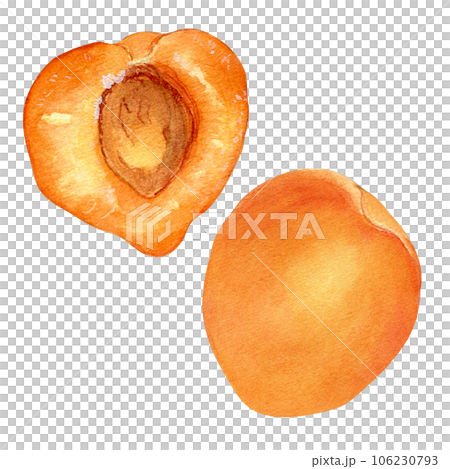 Whole and sliced apricots, yellow fruit half isolated, watercolor illustration on white. Orange fruit, peach sliced, nectarine hand drawn. Design element for package, label 106230793