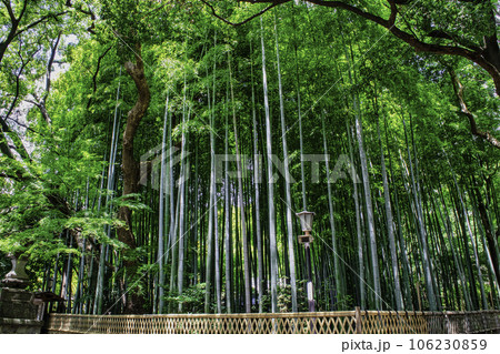 東京都杉並区　大宮八幡宮　表参道の竹林　源頼朝により建設 106230859