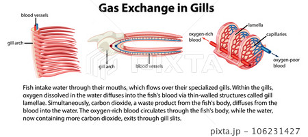 Biology Study of Fish Internal Anatomy 106231427