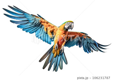macaw parrot spreading wings macaw parrot spreading wings 106231787