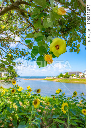 ハマボウのある海岸の風景 106231872