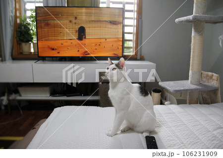 Cute Japanese Bobtail cat watching TV with mice Cute Japanese Bobtail cat watching TV with mice 106231909