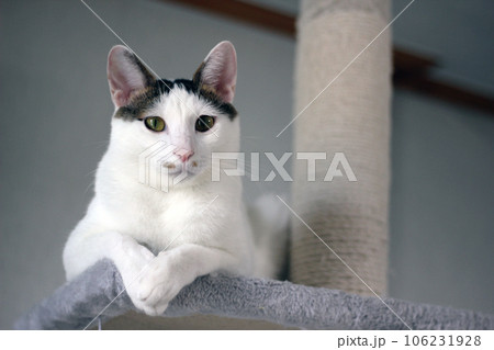 Little Japanese Bobtail cat at home playing on a cat tower Little Japanese Bobtail cat at home playing on a cat tower 106231928