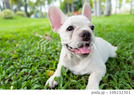 French Bulldog French Bulldog 106232301