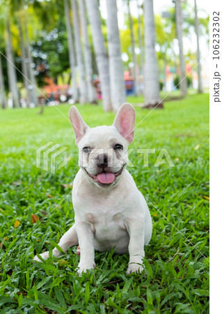 French Bulldog French Bulldog 106232302