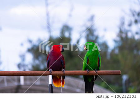 colorful parrot colorful parrot 106232303