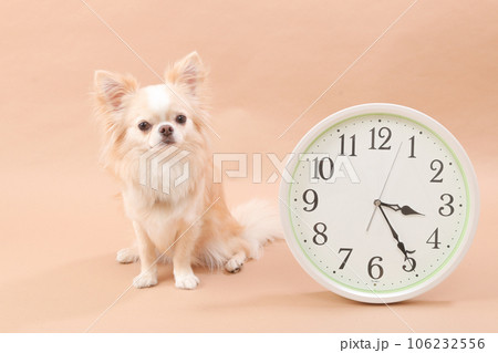 時計の横でおすわりをする小型犬のチワワ 時計の横でおすわりをする小型犬のチワワ 106232556