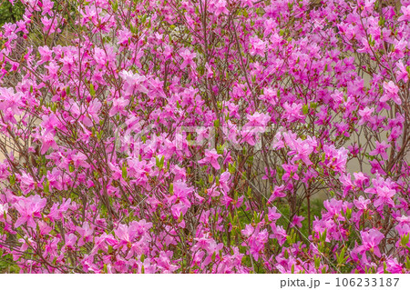 満開のコバノミツバツツジ 106233187