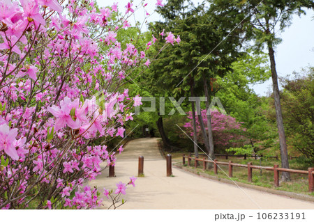 西宮・春の広田山公園 106233191