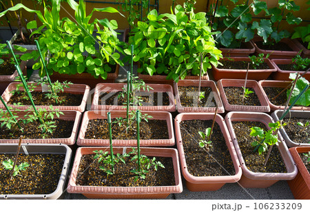 マンションのルーフバルコニーで野菜を育てる生活　プランター栽培 106233209
