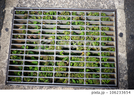 側溝の金網・雑草・草・郊外・アップ 側溝の金網・雑草・草・郊外・アップ 106233654