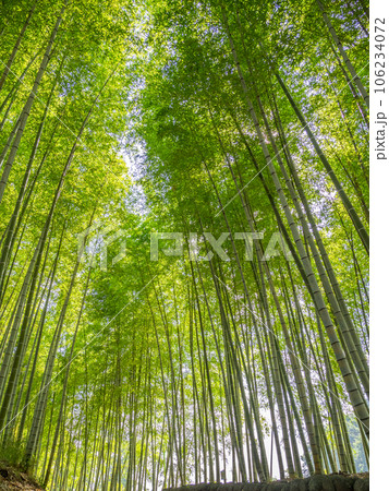 晴れた日に見上げた竹林の小径 106234072