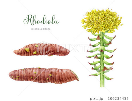 Rhodiola rosea plant. Watercolor botanical illustration set. Painted medicinal adaptogenic herb detailed image. Rhodiola rosea plant with stem, leaves, root elements on white background 106234455