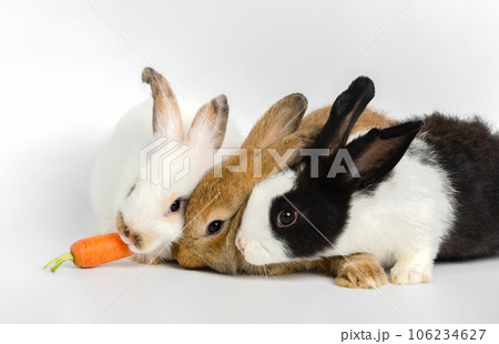 Three little rabbits with one fresh carrot on white background. Feeding animal.. Three little rabbits with one fresh carrot on white background. Feeding animal.. 106234627