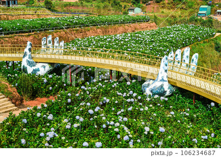 Golden Bridge with hands in hydrangea flowers field in the city of Da Lat in Vietnam 106234687