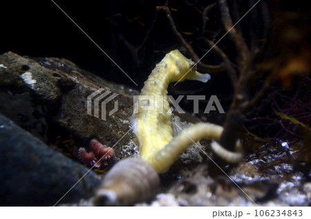 タツノオトシゴ 106234843