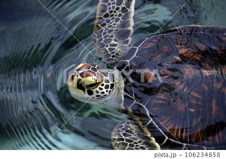 ウミガメ 106234858