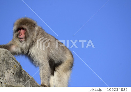 ニホンザル 106234883