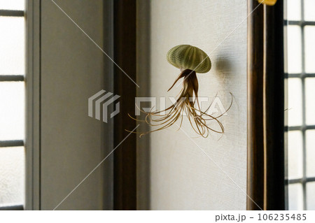 ウニの殻でくらげ ウニの殻でくらげ 106235485