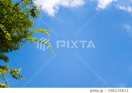 爽やかな森の風景 106235611