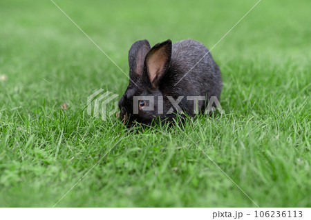 Black rabbit on green grass eat grass. Rabbit with big ears walking in the garden on the lawn. There is a free space for texter in the photo. Black rabbit on green grass eat grass. Rabbit with big ears walking in the garden on the lawn. There is a free space for texter in the photo. 106236113