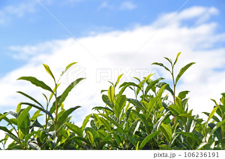 茶畑 茶畑 106236191