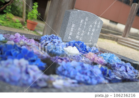 鶴岡市_荘内神社の手水場を彩るアジサイたち 106236216