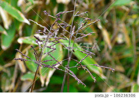 千島笹　花 106236306