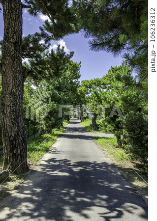 備後国分寺 参道 広島県福山市 備後国分寺 参道 広島県福山市 106236312