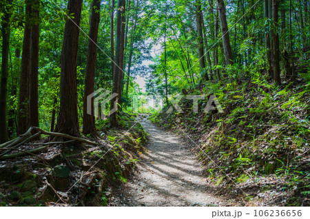 5月の奈良 山の辺の道 新緑の中を行く森の道 5月の奈良 山の辺の道 新緑の中を行く森の道 106236656