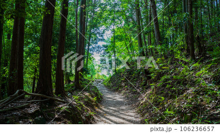 5月の奈良　山の辺の道　新緑の中を行く森の道 106236657