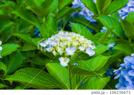 アジサイ　紫陽花 106236673