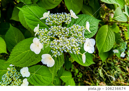 ガクアジサイ  額紫陽花 106236674